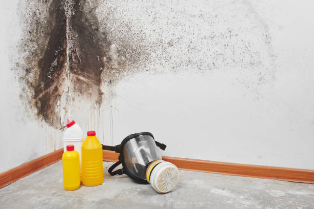 Best Home Mold Removal  in West Kennebunk, ME