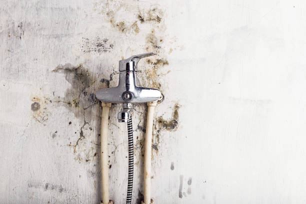 Best Professional Mold Removal  in West Kennebunk, ME