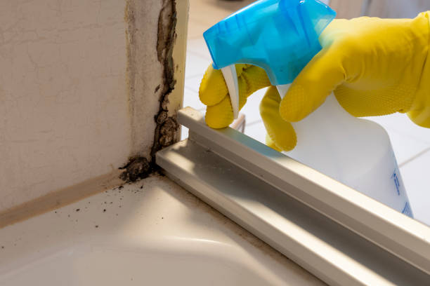 Best Mold Cleaning Services  in West Kennebunk, ME