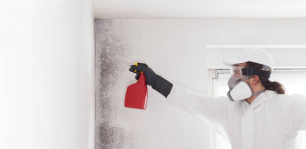 Best Local Mold Removal Service  in West Kennebunk, ME