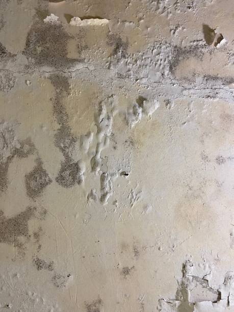 Best Mold Removal Specialists  in West Kennebunk, ME
