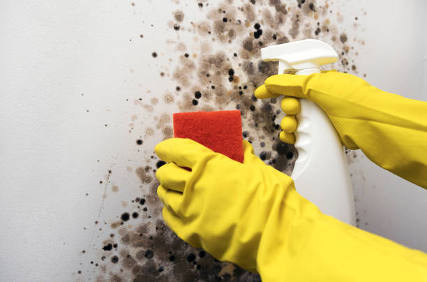 Best Mold Damage Repair  in West Kennebunk, ME