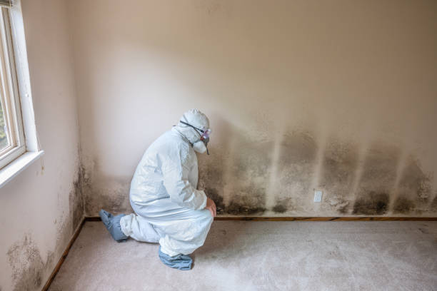 Best Residential Mold Removal  in West Kennebunk, ME