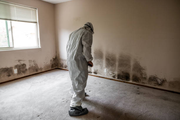 Best Crawl Space Mold Removal  in West Kennebunk, ME