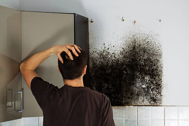 Best Mold Testing and Removal  in West Kennebunk, ME