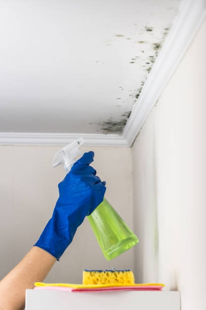 Best Residential Mold Removal  in West Kennebunk, ME
