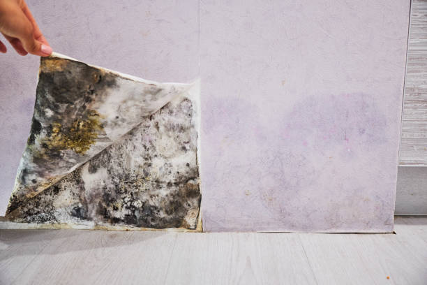 Reliable West Kennebunk, ME Mold Removal Solutions